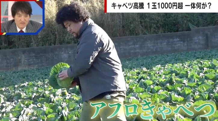 【写真・画像】１玉1000円超で農家も大打撃…キャベツ高騰のメカニズム「異常気象で“産地リレー”破綻」　1枚目
