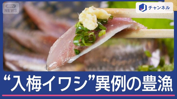 脂ノリ抜群！銚子漁港名物「入梅イワシ」　異例の豊漁