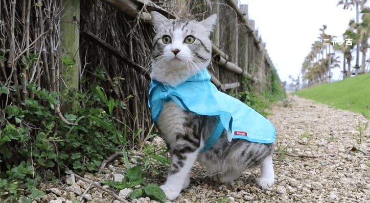 倉庫に捨てられていた野良が“パトロール猫”になるまで  誕生秘話に心温まる