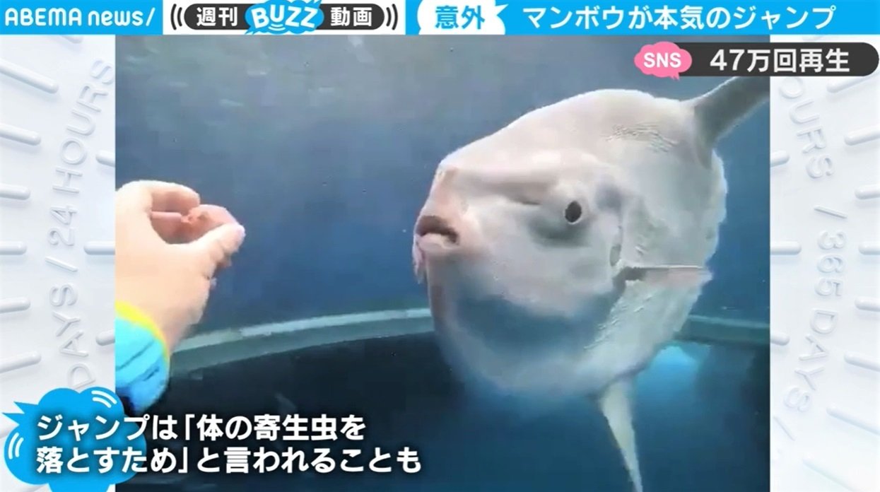 マンボウが見せた本気のジャンプ 着水 脱力して沈む 様子が可愛いと話題 国内 Abema Times