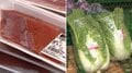 秋の味覚に異変 サケや野菜が高騰 ハクサイ1玉で千円超えも…背景に長雨や日照不足