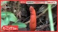 東京・高尾山に猛毒「カエンタケ」群生 長雨で異変 長野ではマツタケ大豊作に