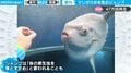 マンボウが見せた本気のジャンプ 「着水→脱力して沈む」様子が可愛いと話題