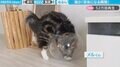 猫が“ぬるん”とガラス花瓶の中へ “変幻自在”な動きに驚きの声「こんなところ入るんや」