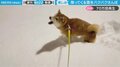 雪をエンドレス“ぱくぱく”する柴犬 「ぱくぱく音がたまらない」風変わりな雪遊びに悶絶する人が続出