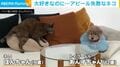 犬が好きすぎて顔がめり込む!? ガン見&フミフミで“猛アピール”する猫に反響「あ、怪しすぎる…」「次元の違う推し活」