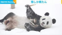 雪しか勝たん 「ウッヒョー!」なパンダ