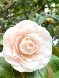 藤原紀香『お悔やみ』