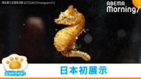 【映像】成長しても2cm！つぶらな瞳が可愛いタツノオトシゴ