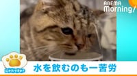 猫の滝行？