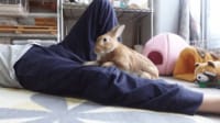 【映像】飼い主の足をカキカキからの反撃するウサギ