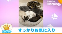 【映像】猫を“ダメ”にするクッション