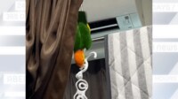 【映像】インコが逆さで…ハンガーを掛け直す様子