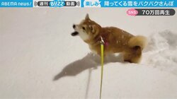 雪をエンドレス“ぱくぱく”する柴犬 「ぱくぱく音がたまらない」風変わりな雪遊びに悶絶する人が続出