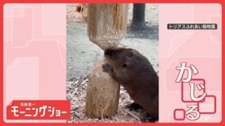 「ぼくにはもっと大切なことがある！」急に木をかじるのをやめた　アメリカビーバー