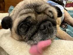  坂上忍、治療後に出た顔の腫れと痛み「今日が一番大変な日だったみたい」 