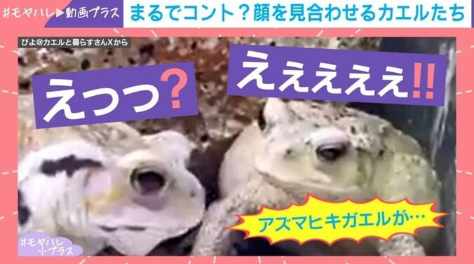 アズマヒキガエル
