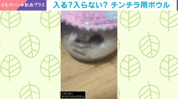 アンゴラチンチラのまろすけくん