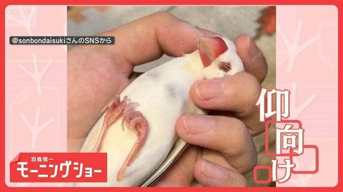 すっかり脱力！夢見心地な文鳥さん　マッサージをやめると…ツンツン　催促してる？ 1枚目