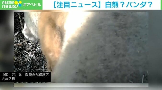 白熊…ではなく野生のジャイアントパンダ、“アルビノ”か 中国で動画の撮影に成功 1枚目