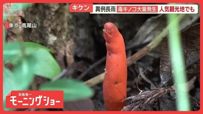 東京・高尾山に猛毒「カエンタケ」群生　長雨で異変　長野ではマツタケ大豊作に 1枚目