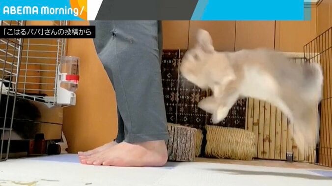 ウサギのこはるちゃん