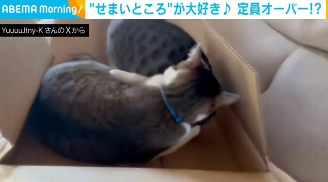 猫のポポちゃんとパンちゃん
