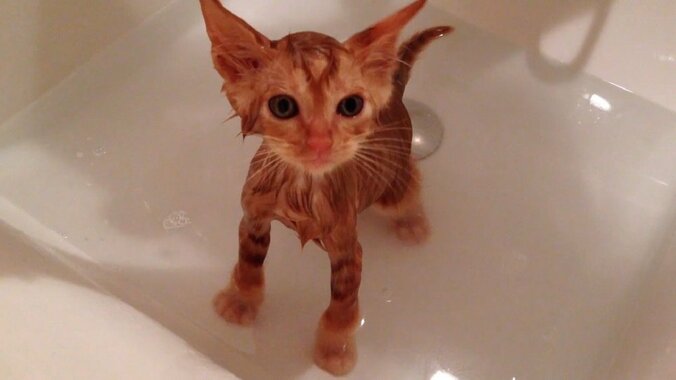 猫「お刺身食べたいニャ〜」 茶トラ子猫・ひろしの可愛い成長日記が放送決定 4枚目