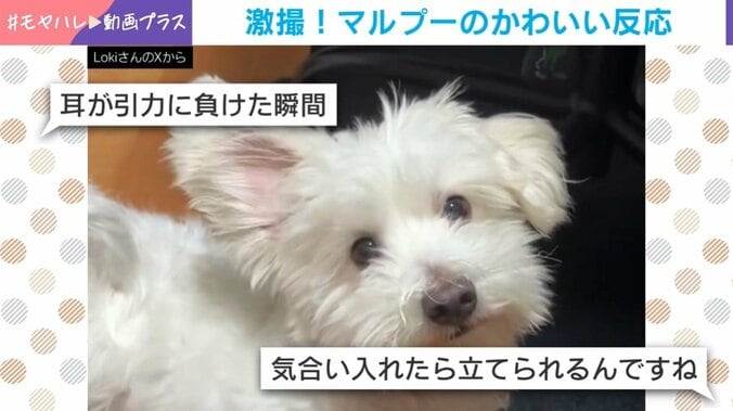 ふわふわの犬の“貴重な瞬間”
