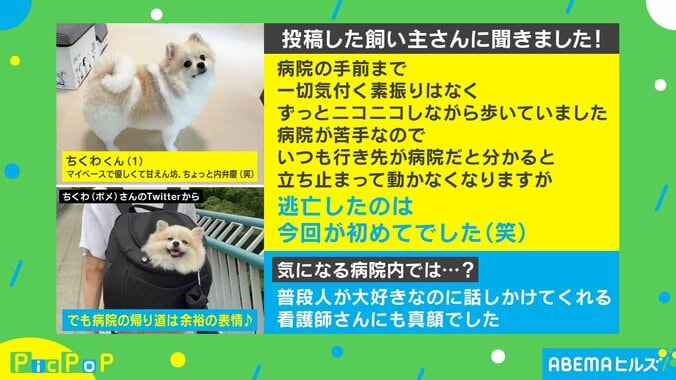 「絶対イヤわん!?」“散歩の行き先”に気づいて逃げようとするイヌが話題 2枚目