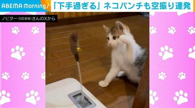猫のおかかくん（1カ月）