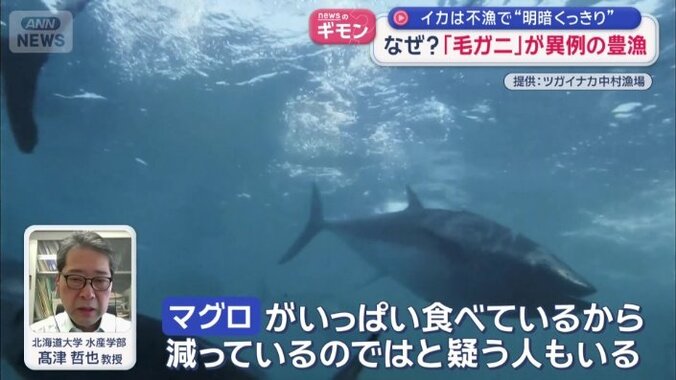 クロマグロが原因の一つ？