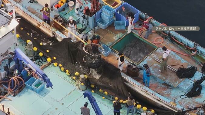 魚を追わない“待ちの漁”定置網漁　コツコツ毎日操業で燃料費も節約「鮮度良い」 1枚目