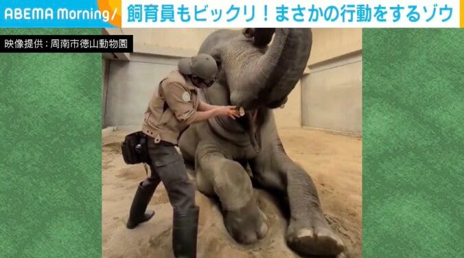 スリランカゾウのミリンダくん