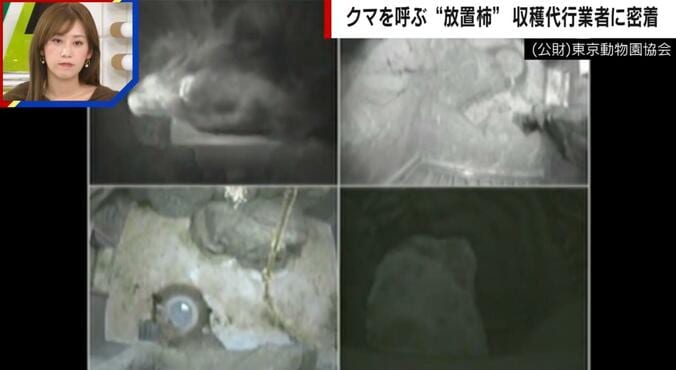 クマが冬眠に入る様子