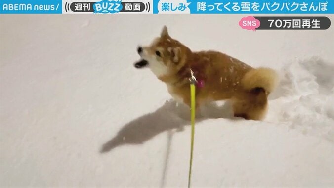 雪をエンドレス“ぱくぱく”する柴犬 「ぱくぱく音がたまらない」風変わりな雪遊びに悶絶する人が続出 1枚目