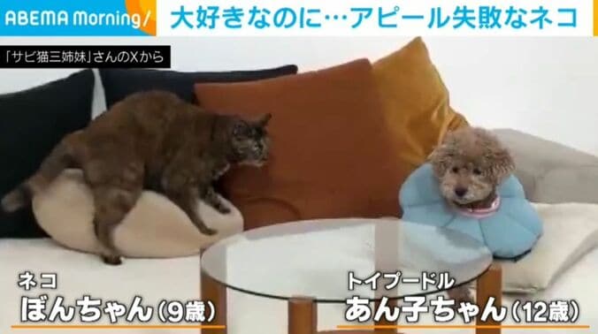「サビ猫三姉妹」さんのXから