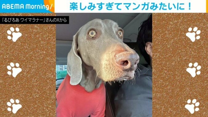犬のルピくん（4歳）