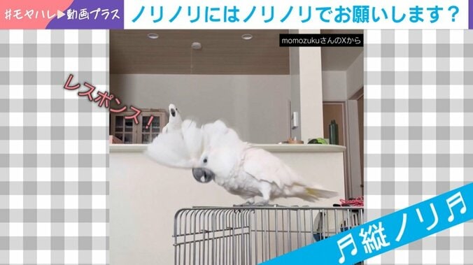 タイハクオウムのれいくん（4）としらちゃん（1）