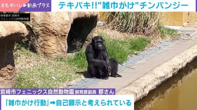 チンパンジー・キン（33）