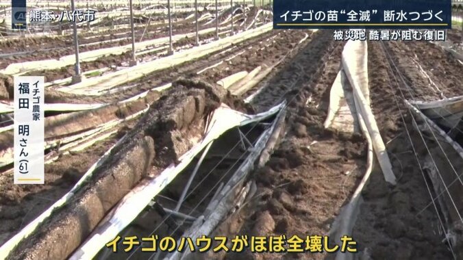 イチゴ農家　福田明さん
