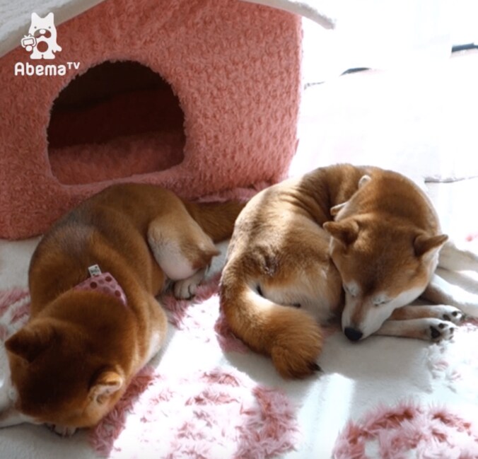 「寝るときも一緒だワン…」 柴犬と猫のトリオにほっこりする 1枚目