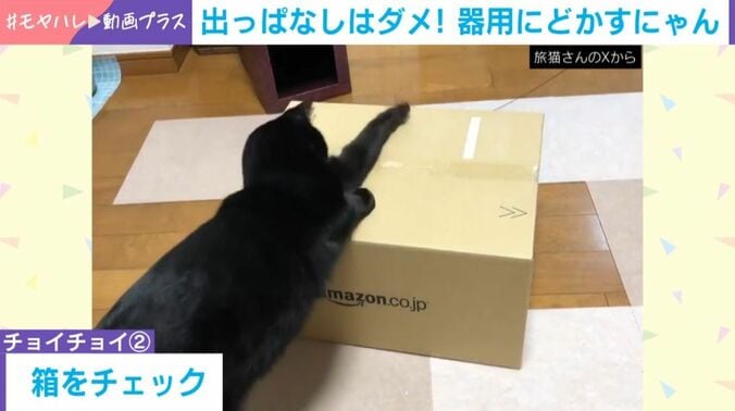 猫の黒豆くん