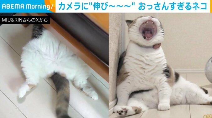 猫のみゅーちゃん（3歳）