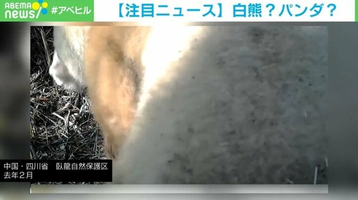 白熊…ではなく野生のジャイアントパンダ、“アルビノ”か 中国で動画の撮影に成功