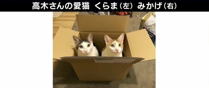 SNS最強コンテンツ“猫”「安易な気持ちで飼わないで」ご飯やトイレ、病院代…人気の裏に“飼育放棄”の現実も