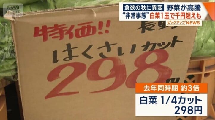 4分の1サイズで298円のハクサイ