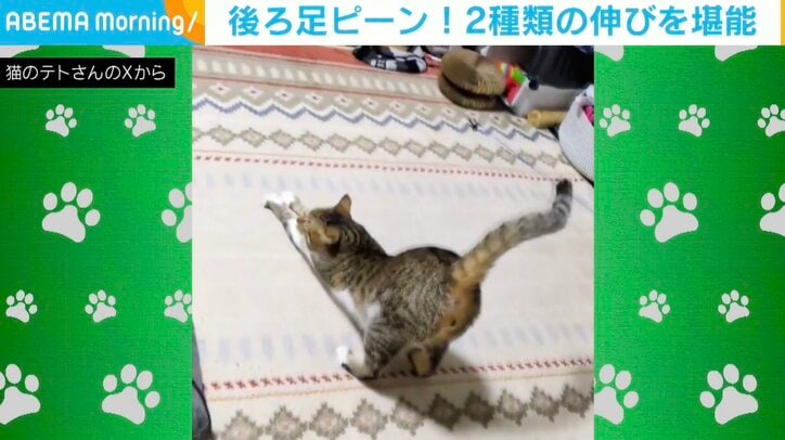 猫のテトくん（2歳）