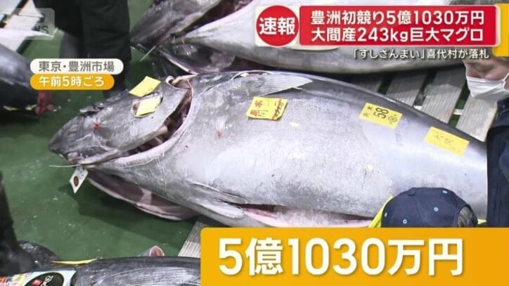 青森県大間産の本マグロ