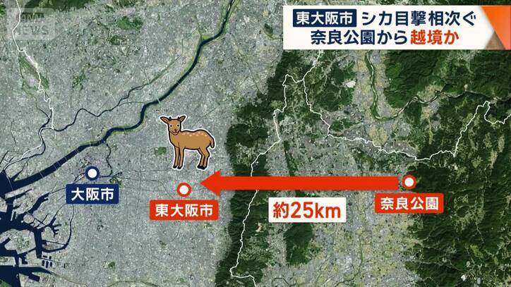 山を越え約25km離れた東大阪市に越境？